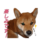 おもしろ柴犬ゆしろう（個別スタンプ：24）