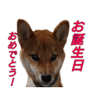 おもしろ柴犬ゆしろう（個別スタンプ：25）