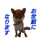 おもしろ柴犬ゆしろう（個別スタンプ：36）