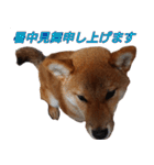 おもしろ柴犬ゆしろう（個別スタンプ：37）