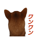 おもしろ柴犬ゆしろう（個別スタンプ：39）