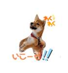 柴犬、まりちゃん（個別スタンプ：2）