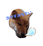 柴犬、まりちゃん（個別スタンプ：6）