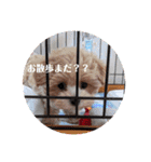 姉弟とぴのちゃん（個別スタンプ：38）