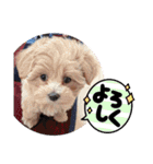姉弟とぴのちゃん（個別スタンプ：40）
