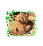 トイプードル270510（個別スタンプ：3）