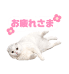ドスコイほたるのスコ日和（第6弾）（個別スタンプ：4）