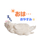 ドスコイほたるのスコ日和（第6弾）（個別スタンプ：6）