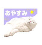 ドスコイほたるのスコ日和（第6弾）（個別スタンプ：7）