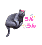 ドスコイほたるのスコ日和（第6弾）（個別スタンプ：15）
