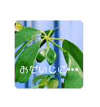 楽しめちゃう☆日常会話（個別スタンプ：16）