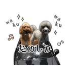 Goku ＆ Chi-chi's sticker（個別スタンプ：4）