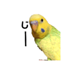 くりむ君の日常（セキセイインコ）（個別スタンプ：18）