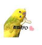 くりむ君の日常（セキセイインコ）（個別スタンプ：21）