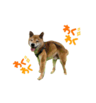 りーたまがえる（個別スタンプ：1）