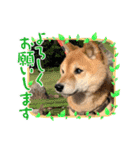 りーたまがえる（個別スタンプ：3）
