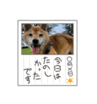 りーたまがえる（個別スタンプ：4）