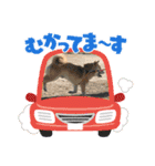 りーたまがえる（個別スタンプ：15）