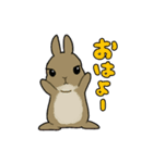 うちのうさちゃんず（個別スタンプ：1）