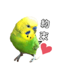 ピピ君の日常（セキセイインコ）（個別スタンプ：1）