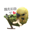 ピピ君の日常（セキセイインコ）（個別スタンプ：2）