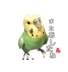 ピピ君の日常（セキセイインコ）（個別スタンプ：5）