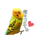 ピピ君の日常（セキセイインコ）（個別スタンプ：6）