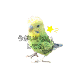 ピピ君の日常（セキセイインコ）（個別スタンプ：7）