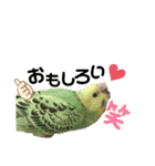ピピ君の日常（セキセイインコ）（個別スタンプ：8）