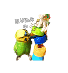 ピピ君の日常（セキセイインコ）（個別スタンプ：10）