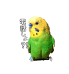 ピピ君の日常（セキセイインコ）（個別スタンプ：11）