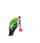 ピピ君の日常（セキセイインコ）（個別スタンプ：12）