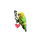 ピピ君の日常（セキセイインコ）（個別スタンプ：13）