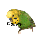 ピピ君の日常（セキセイインコ）（個別スタンプ：14）