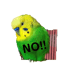 ピピ君の日常（セキセイインコ）（個別スタンプ：15）