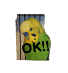 ピピ君の日常（セキセイインコ）（個別スタンプ：16）