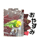 ピピ君の日常（セキセイインコ）（個別スタンプ：17）