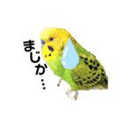 ピピ君の日常（セキセイインコ）（個別スタンプ：18）