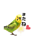 ピピ君の日常（セキセイインコ）（個別スタンプ：19）