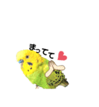 ピピ君の日常（セキセイインコ）（個別スタンプ：20）