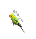 ピピ君の日常（セキセイインコ）（個別スタンプ：21）