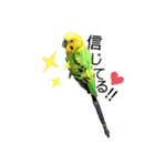 ピピ君の日常（セキセイインコ）（個別スタンプ：22）