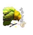 ピピ君の日常（セキセイインコ）（個別スタンプ：23）