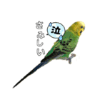 ピピ君の日常（セキセイインコ）（個別スタンプ：24）