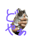うちのデグーさん（個別スタンプ：4）
