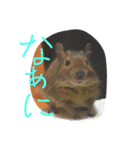 うちのデグーさん（個別スタンプ：7）