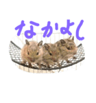 うちのデグーさん（個別スタンプ：10）
