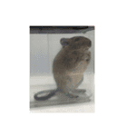うちのデグーさん（個別スタンプ：16）