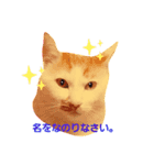 ボクは可愛いはず。（個別スタンプ：3）
