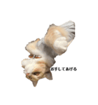 雑に切り取られた猫（個別スタンプ：2）